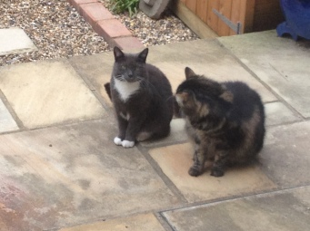 Alfie and Tabby