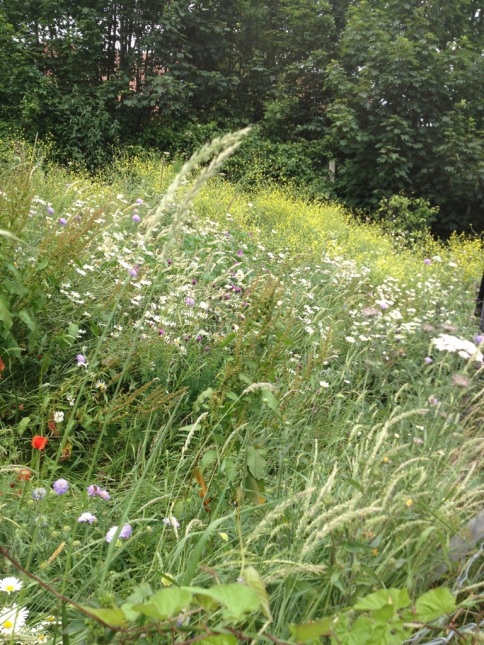 Wildflower meadow, Brockley